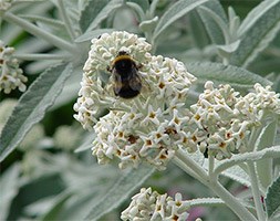Buddleja 'Silver Anniversary' (PBR) (butterfly bush)