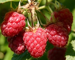 raspberry 'Chemainus' (mid season floricane raspberry canes)