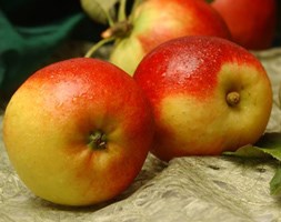 apple 'Ballerina Samba' (Ballerina Series) (ballerina apple)