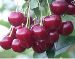 cherry 'Meteor Korai' (cherry)