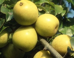 pear 'Benita Rafzas' (pear)