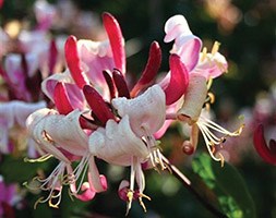 Lonicera periclymenum Caprilia Imperial  = 'INOV86' (honeysuckle)