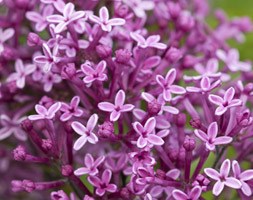 Syringa Bloomerang Dark Purple ('SMSJBP7') (repeat flowering lilac)