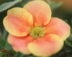 Potentilla fruticosa Orange Lady 'Orange One' (PBR) (shrubby cinquefoil)