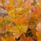 Physocarpus Amber Jubilee ('Jefam') (PBR)