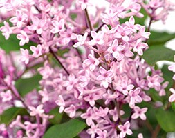 Syringa Bloomerang 'Pink Perfume' (PBR) (repeat flowering lilac)
