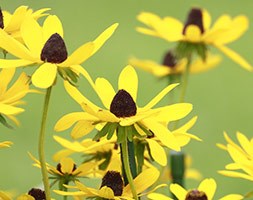 Rudbeckia triloba (brown-eyed Susan)