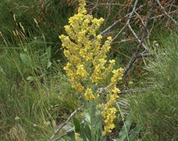 Verbascum lychnitis (mullein)