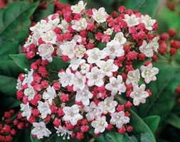 Viburnum tinus 'Lisarose' (PBR) (laurustinus)