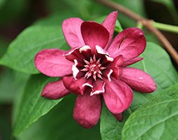 x Sinocalycalycanthus raulstonii 'Hartlage Wine' (Carolina allspice)