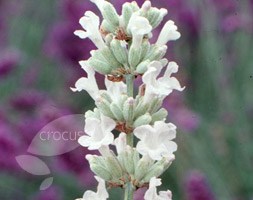 Lavandula angustifolia 'Arctic Snow' (lavender)