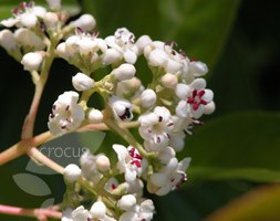 Viburnum 'Le Bois Marquis (PBR)' (viburnum)