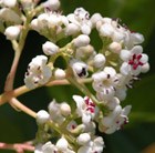 Viburnum 'Le Bois Marquis' (PBR)