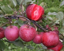 apple 'Tickled Pink = 'Baya Marisa'' (apple)