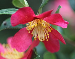 Camellia x vernalis 'Yuletide' (camellia)