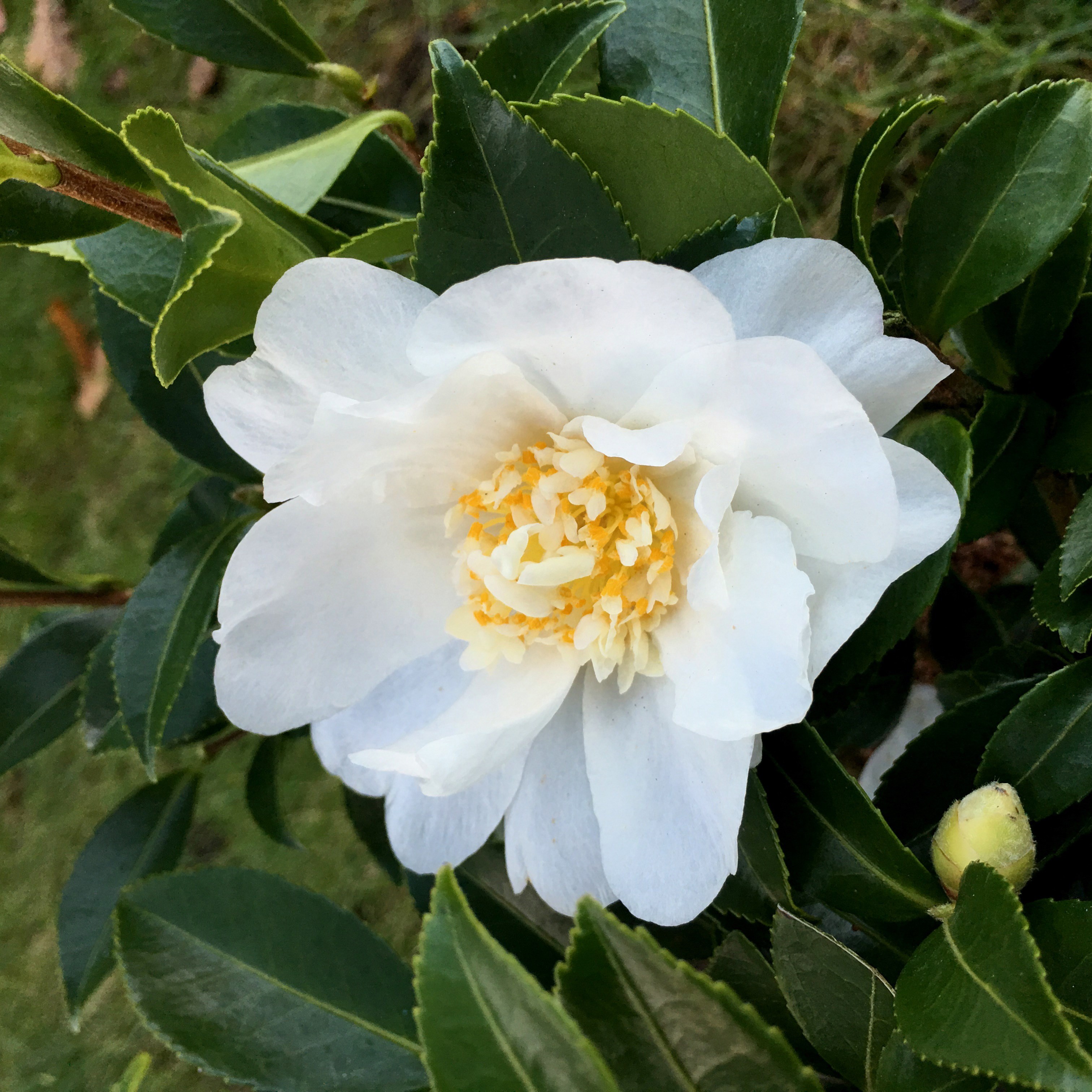 Camellia sasanqua 'Winter's Snowman' (camellia)