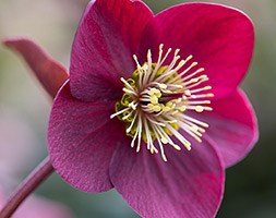 Helleborous 'Anna's Red' (hellebore)