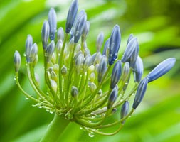 Agapanthus 'Loch Hope' (African lily)