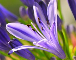 Agapanthus 'Jack's Blue' (African lily)