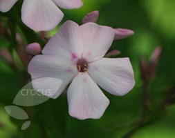 Phlox paniculata 'Discovery' (phlox)