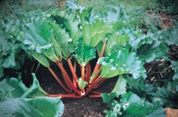 Rhubarb 'Livingstone' (Livingstone autumn rhubarb)