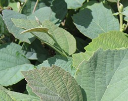 Fothergilla x intermedia 'Blue Shadow' (American wych hazel)