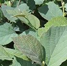 Fothergilla × intermedia 'Blue Shadow'