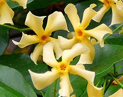 Trachelospermum jasminoides 'Star of Toscana' (yellow star jasmine)
