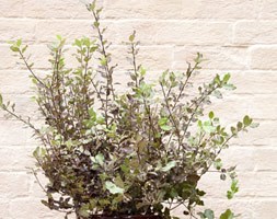 Pittosporum tenuifolium 'Tom Thumb' (kohehu in ceramic patio pot)