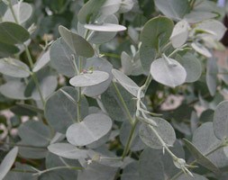 Eucalyptus gunnii Azura ('Cagire') (PBR) (cider gum)
