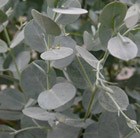 Eucalyptus gunnii Azura ('Cagire') (PBR)