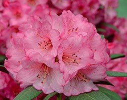 Rhododendron 'Wine and Roses' (PBR) (rhododendron)