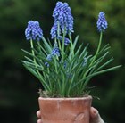 ceramic pot with muscari