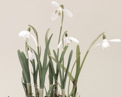 Terracotta pot with snowdrops (Terracotta pot with snowdrops)