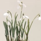 Terracotta pot with snowdrops