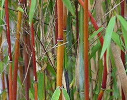 Fargesia 'Red Panda = 'Jiu'' (umbrella bamboo)