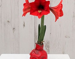 Wax Amaryllis (no water living amaryllis)