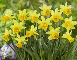 Narcissus 'Tete Rosette' (miniature daffodil)