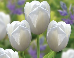 Tulipa 'Catherina' (single late tulip)