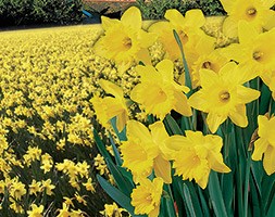 Narcissus 'Cornish Gold' (daffodil bulbs)