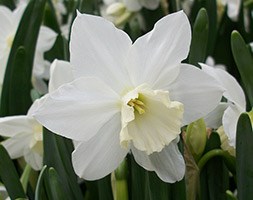 Narcissus 'Tresamble' (triandrus daffodil bulbs)