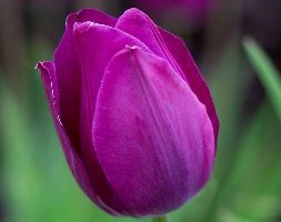 Tulipa 'Blue Beauty' (triumph tulip bulbs)