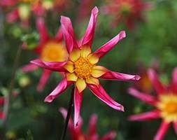 Dahlia 'Honka Suprise' (dahlia tuber)