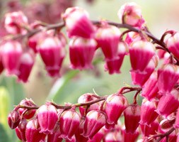 Pieris japonica 'Passion' (PBR) (lily-of-the-valley shrub)