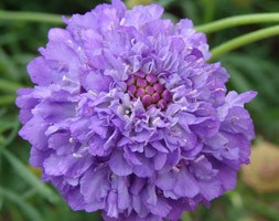 Scabiosa 'Blueberry Muffin' (Dessert Series) (pincushion flower)