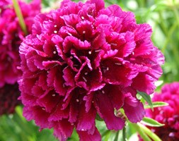 Scabiosa 'Raspberry Sorbet' (pincushion flower)