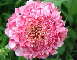 Scabiosa 'Strawberry Parfait' (pincushion flower)