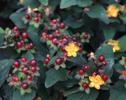 Hypericum inodorium Magical Universe  ('Kolmuni') (St. John's wort)