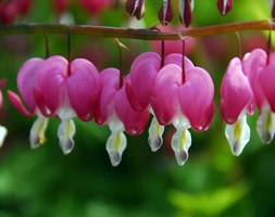 Lamprocapnos spectabilis (bleeding heart (syn. Dicentra spectabilis))