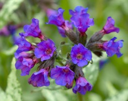 Pulmonaria 'Blue Ensign' (lungwort Blue Ensign)